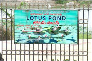 Lotus Pond