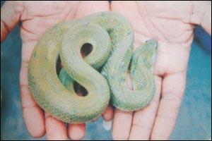 Friends Of Snakes