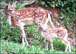 Jawahar Deer Park (Shamirpet)