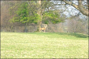 Mahavir Harina Vanasthali National Park